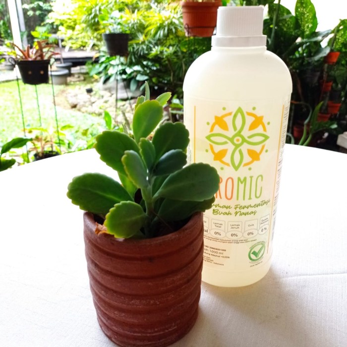 Minuman Probiotik Alami Buatan Rumah